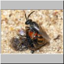 Sphecodes sp - Blutbiene 14g 4-5mm Paarung - Sandgrube Niedringhaussee.jpg